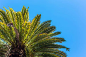 pros and cons of unlimited vacation